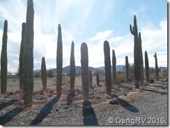 Cactus Memorial Cactus Memorial